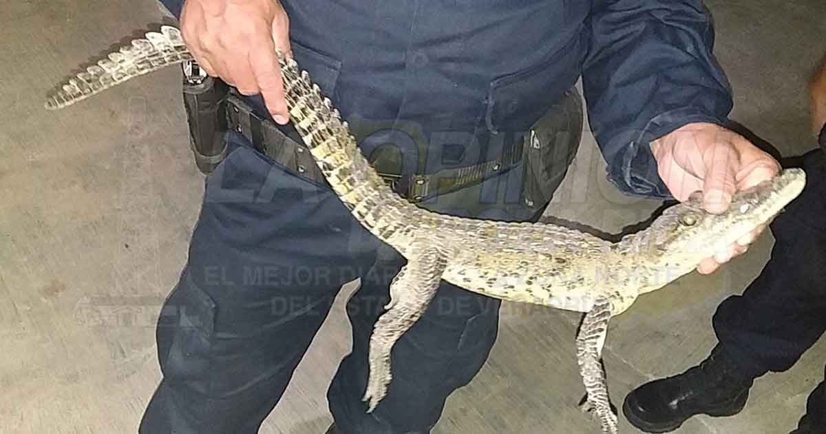 Lagarto deambulaban en una vivienda