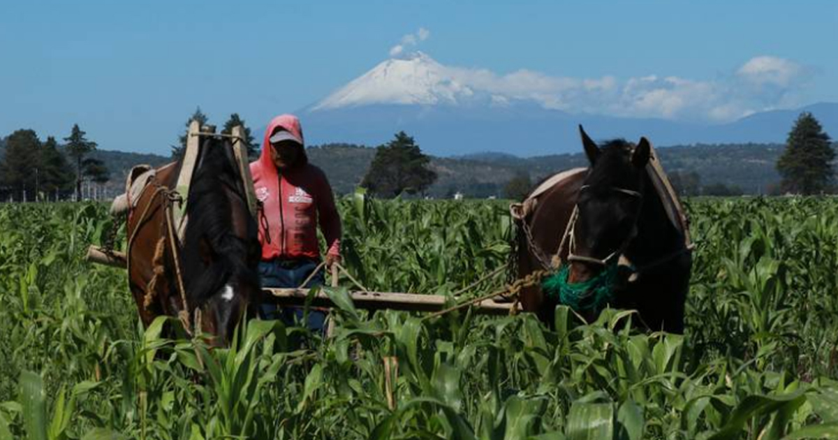 Para 2020: maíz caro y transgénico por fuerte sequía, alertan productores