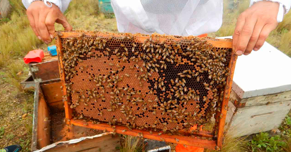 Protegen reproducción de las abejas meliponas