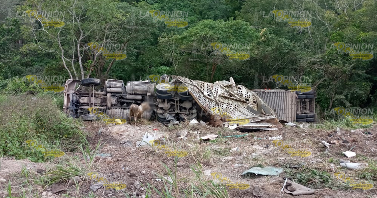 Vuelca camión con ganado sobre la carretera federal Tuxpan-Tampico