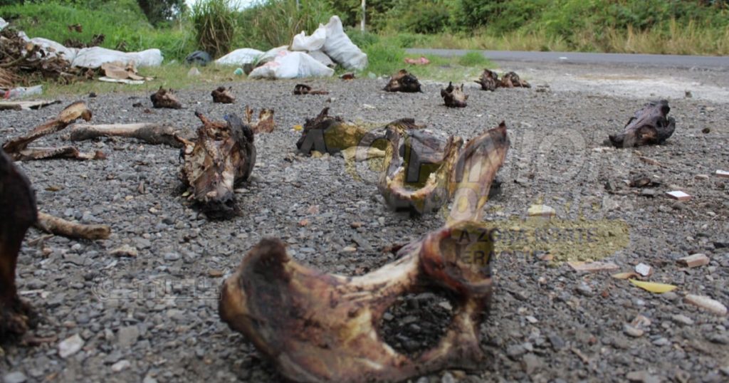 Pestilente depósito de restos de animales a la orilla de la carretera Tuxpan-Tamiahua