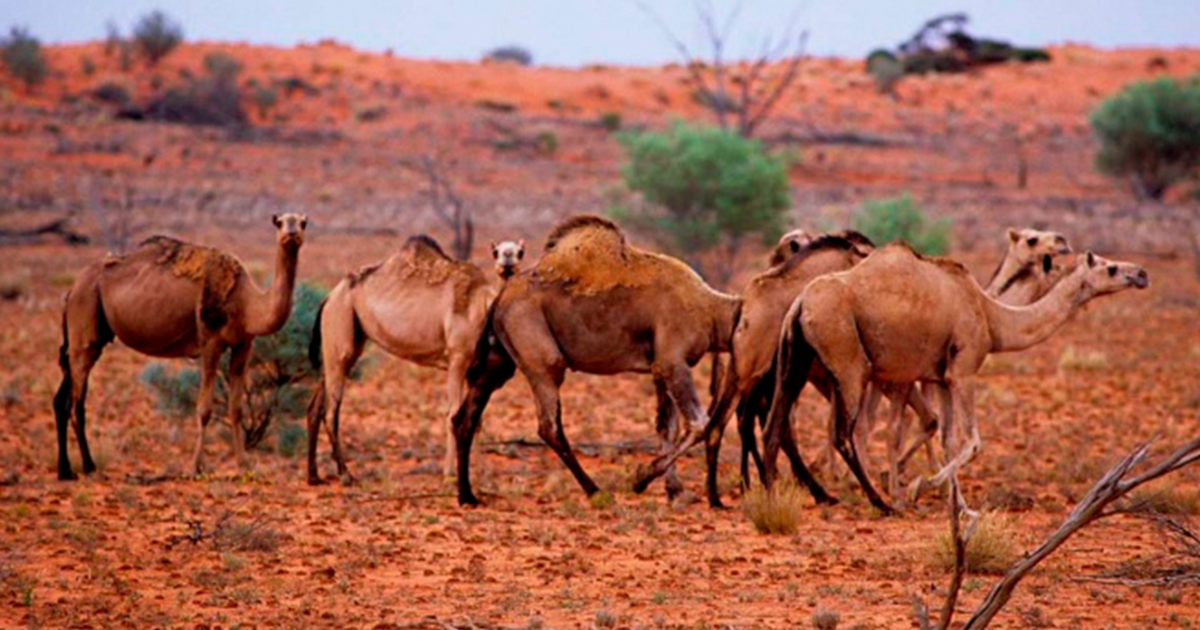 Matarán a 10 mil camellos salvajes en Australia por agua