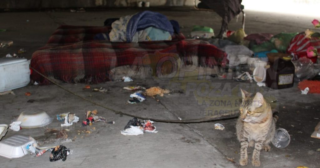 Vive bajo el Distribuidor Vial…un gato, su único amigo