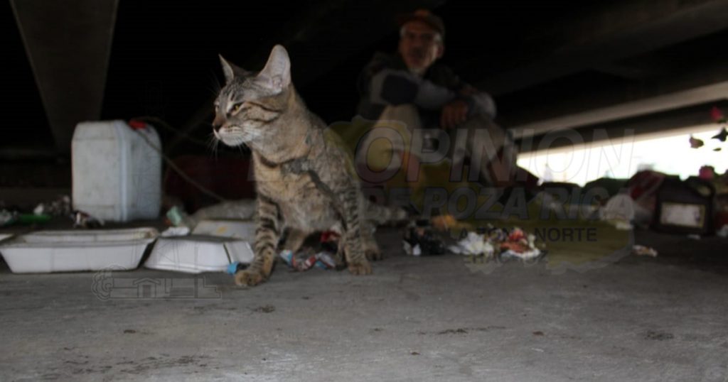 Vive bajo el Distribuidor Vial…un gato, su único amigo