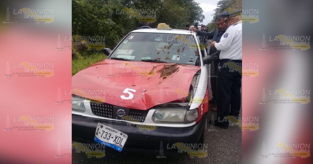 Se impacta un taxi vs una vaca sobre la carretera estatal Naranjos-Chontla