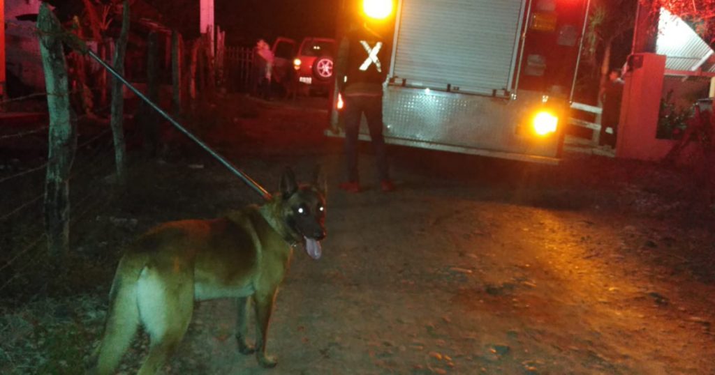 Alerta por ataques de caninos a humanos en Álamo