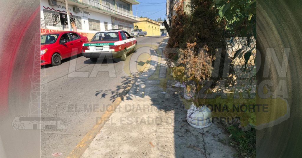 Comerciantes abandonan árboles de navidad que no vendieron
