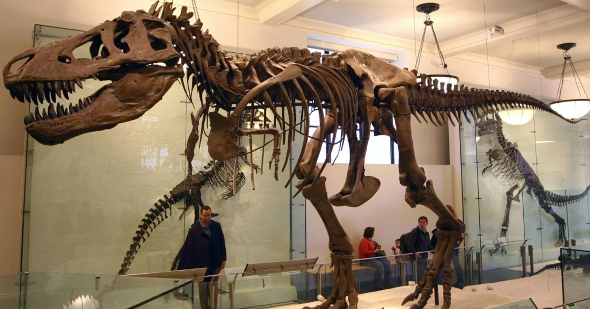 Cómo el T. Rex del Museo Americano de Historia Natural se convirtió en un ícono