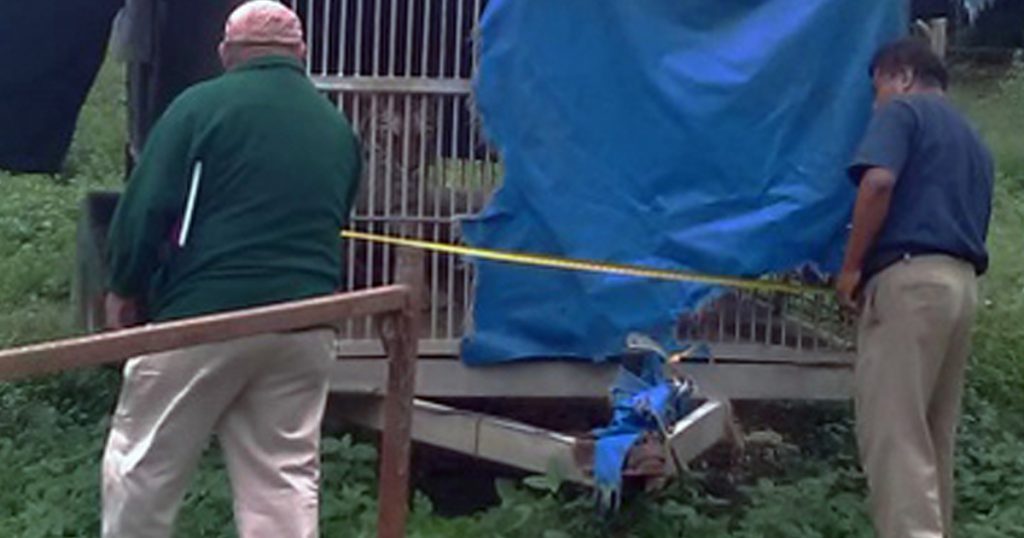 Decomisa PROFEPA ocho animales silvestres en Álamo