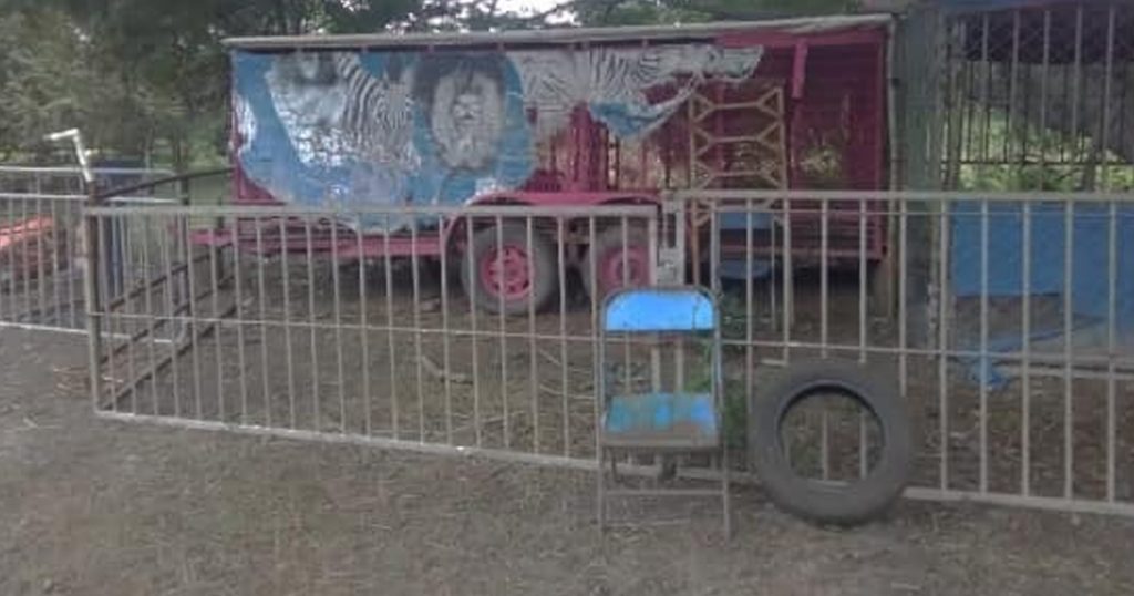 Decomisa PROFEPA ocho animales silvestres en Álamo