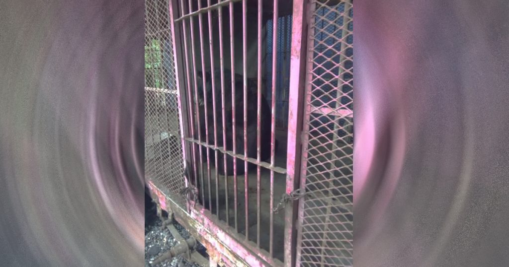 Decomisa PROFEPA ocho animales silvestres en Álamo