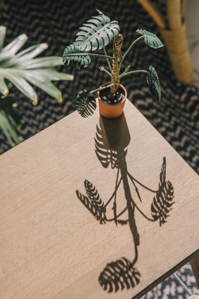 Detalladas plantas de papel en miniatura por la artista catalana Raya Sader Bujana