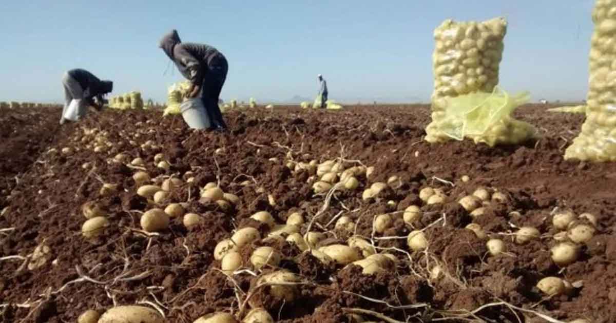 Heladas provocaron pérdidas de cultivos en Veracruz