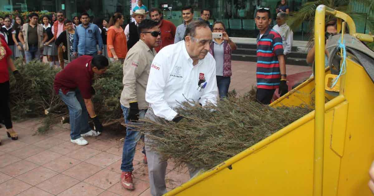 Inicia la campaña recicla tu pino de navidad