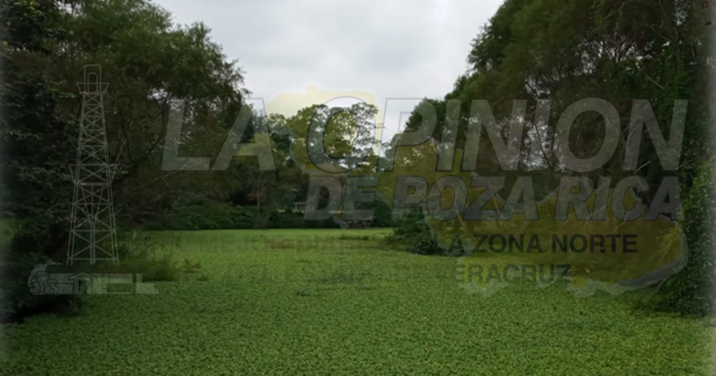 Lirio acuático se apodera de gran parte del Tancochin