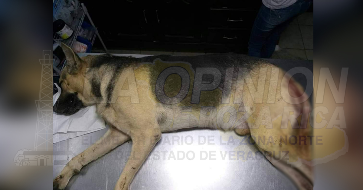 Machetean a un perro, maltrato animal sigue latente en Tuxpan