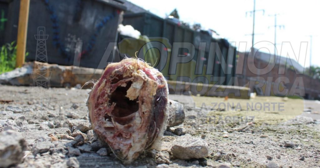 Pestilencia en el parador urbano de Poza Rica