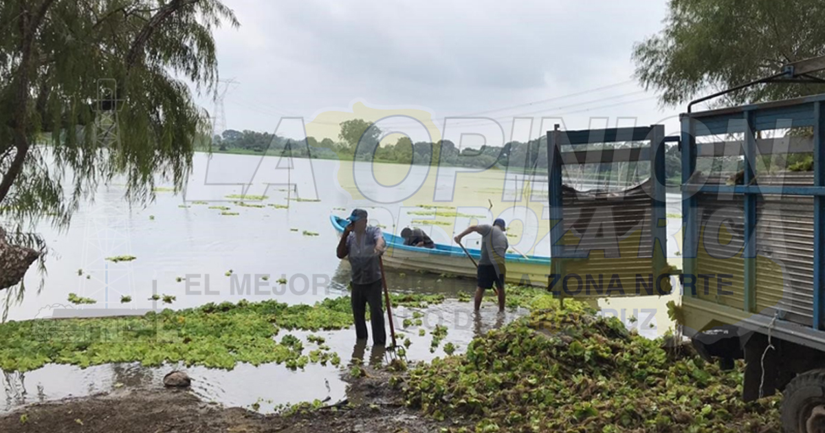 Lirio se propaga en la laguna Ensueño, en la comunidad Higueral