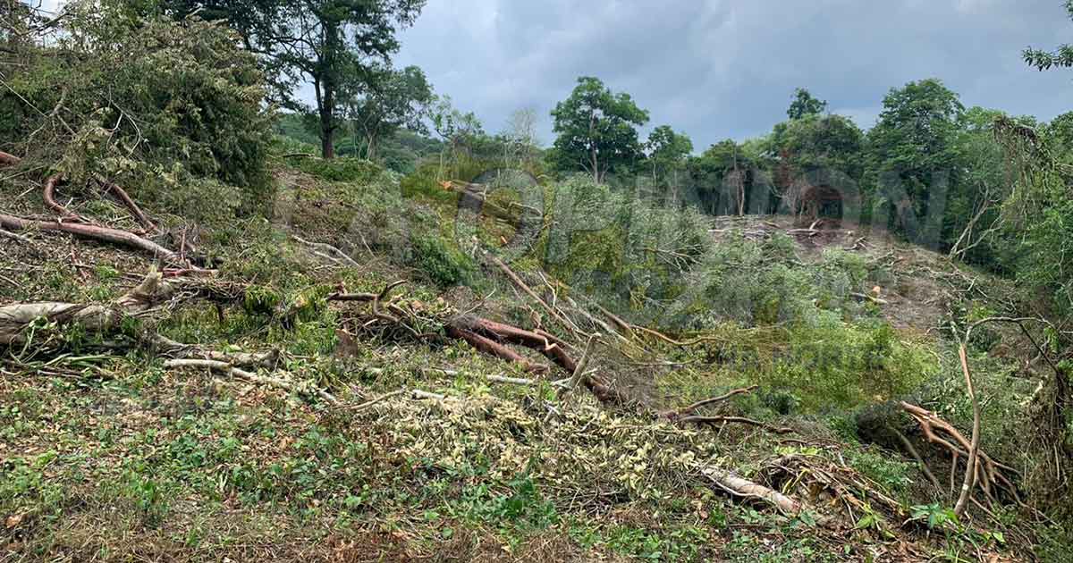 Álamo Temapache se está quedando sin bosques