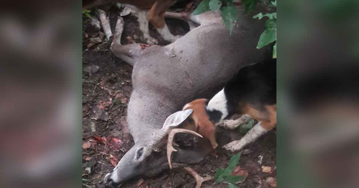 Ilegal caza de venados en la sierra de Huazalingo
