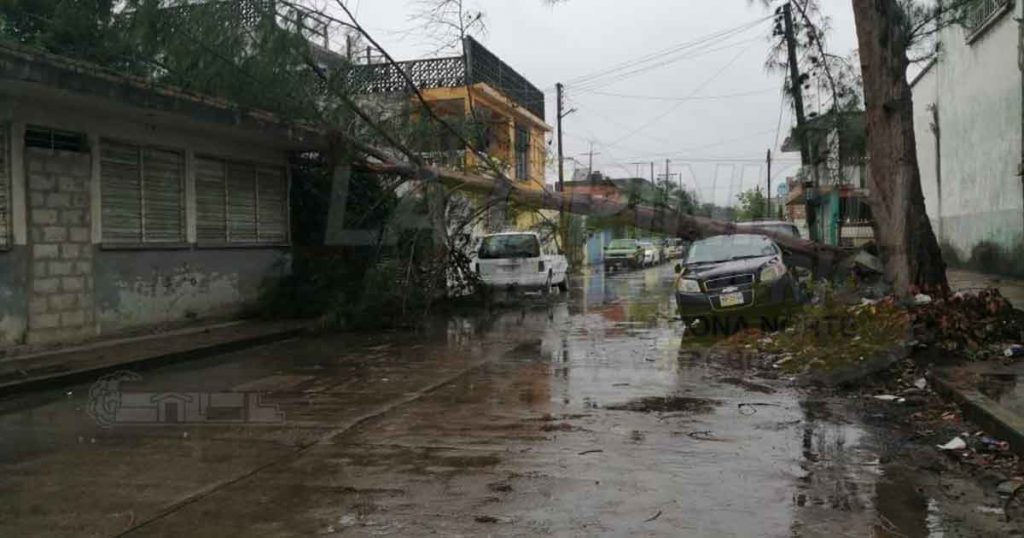 Viento derriba árboles en Poza Rica, hay afectaciones