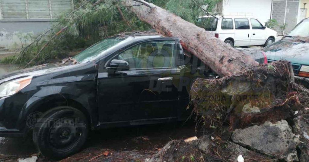 Viento derriba árboles en Poza Rica, hay afectaciones