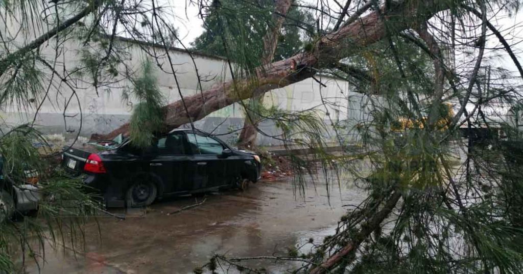 Viento derriba árboles en Poza Rica, hay afectaciones