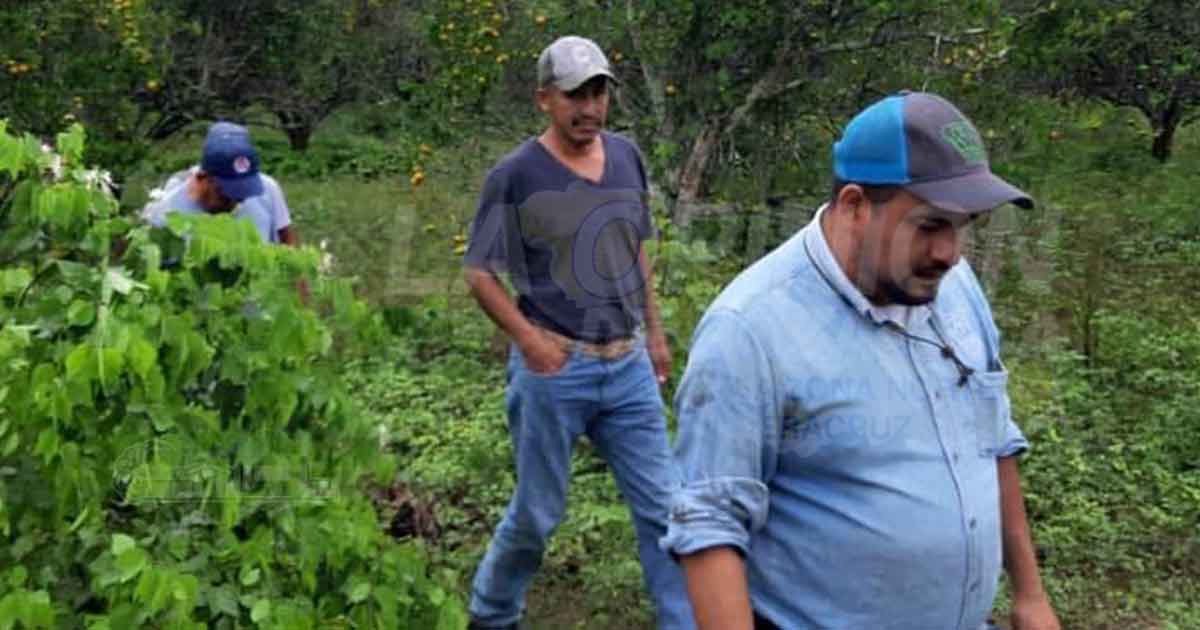 Bajo rendimiento en huertas por falta de lluvias