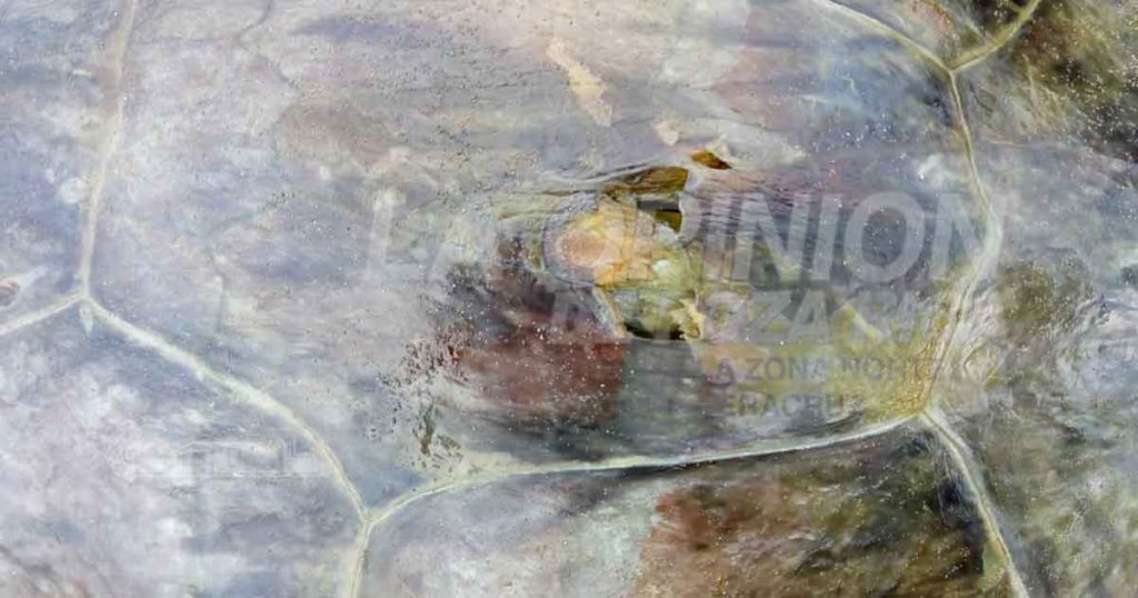 Aparece tortuga muerta en la playa de Tecolutla