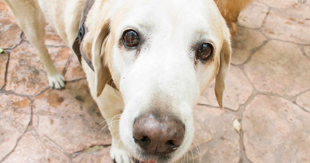 ¡Cuidado! Ahora drogan a tu perro para robar casa