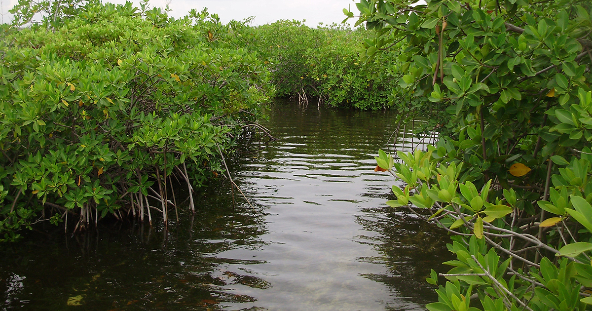 Restaurarán en Cancún manglar devastado