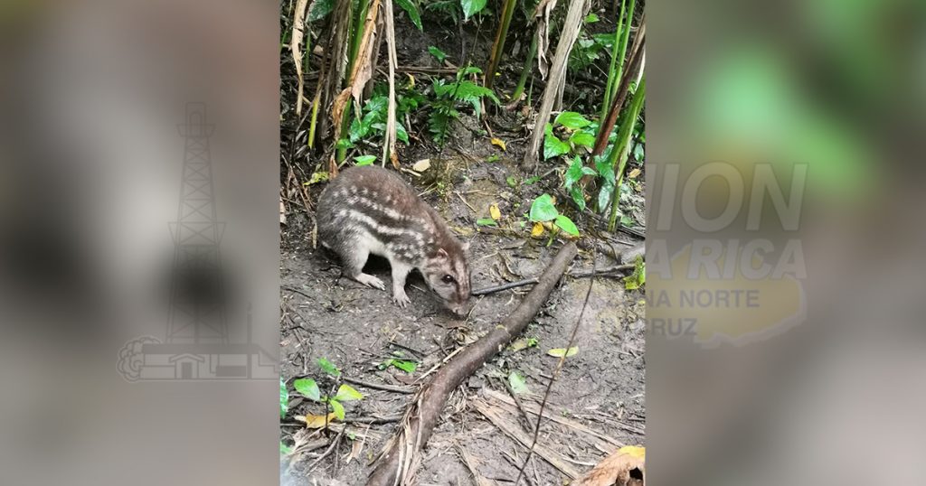 Conserva especies en peligro de extinción