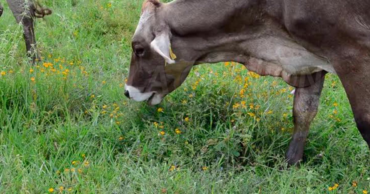 Analizan proyecto ganadero