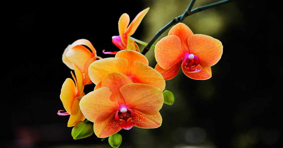 32 especies de orquídeas temen la extinción en Bangladesh