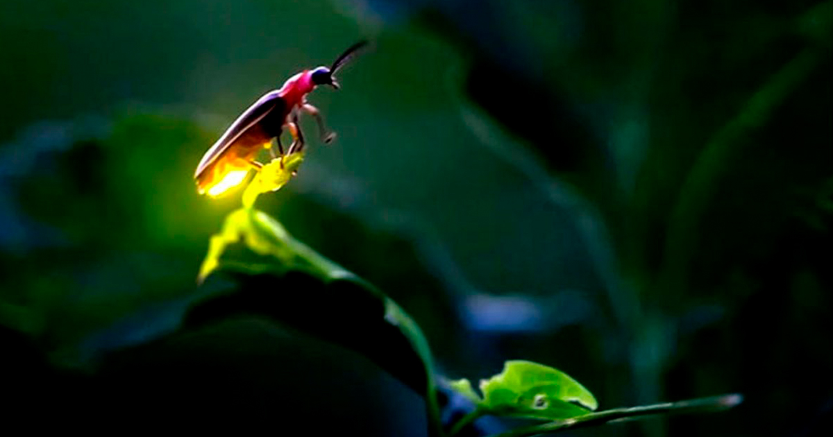 La humanidad está terminando con las luciérnagas, según estudio