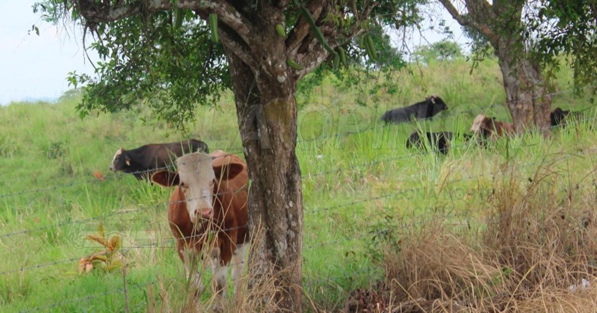 Nuevo golpe del abigeo en Álamo