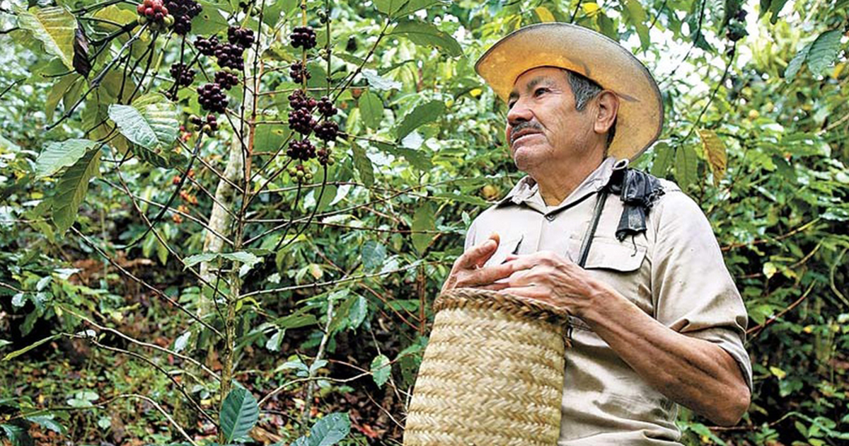 Productores de café anuncian marcha en Veracruz por falta de apoyos