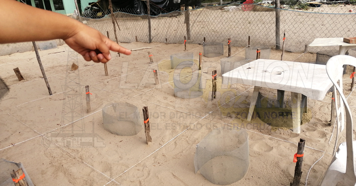 Alistarán llegada de tortugas