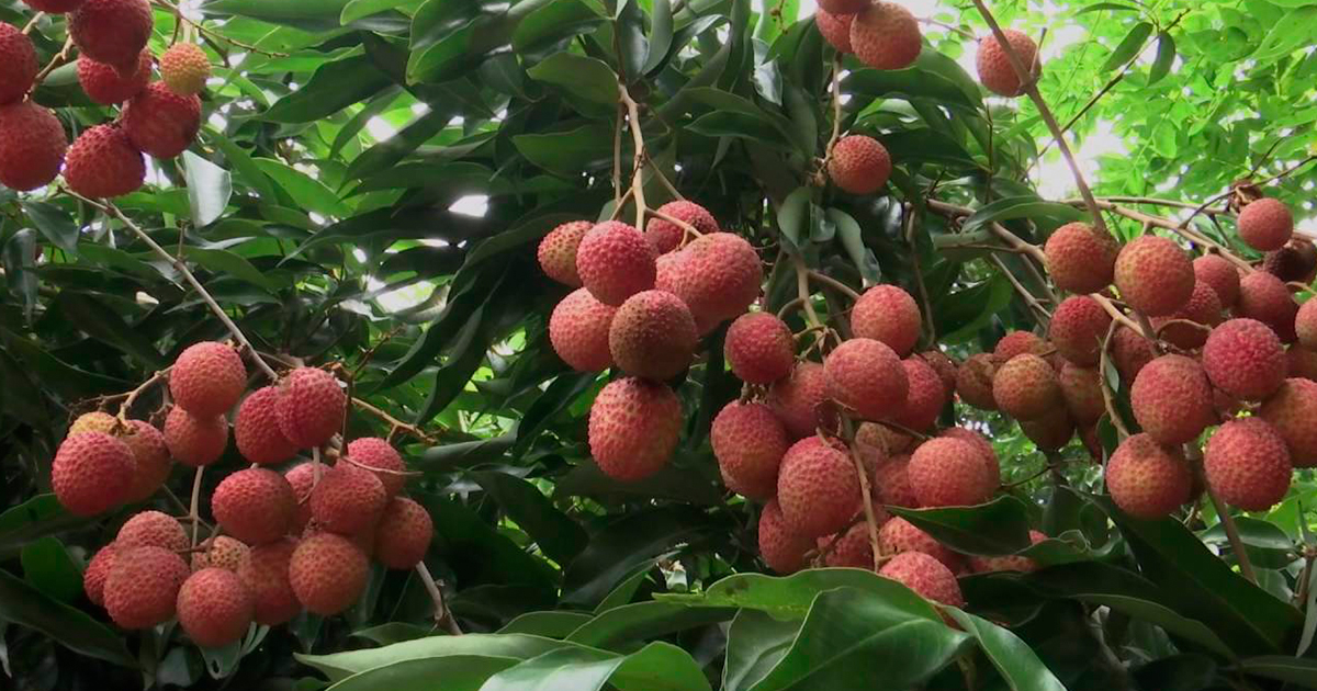 Litchi, la altertativa ante los cítricos