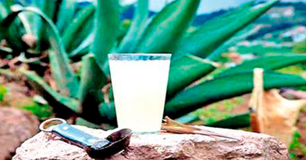 ¡Xalapeños celebraron el Día Nacional del Pulque!