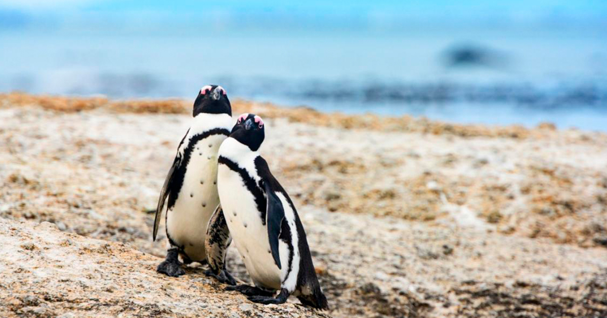 Los pingüinos africanos tienen un lenguaje similar al de los humanos