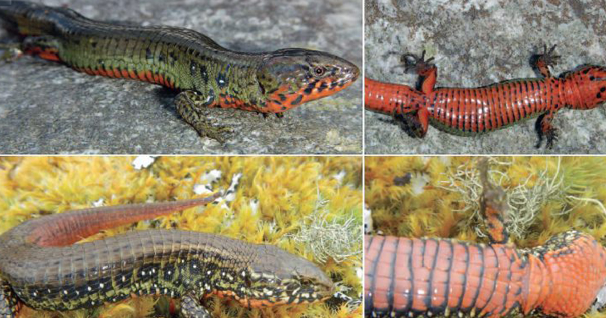 Biólogos descubren un nuevo género de lagarto terrestre