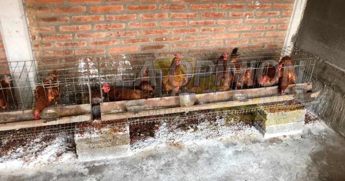 Buscan prevenir el Newcastle en aves