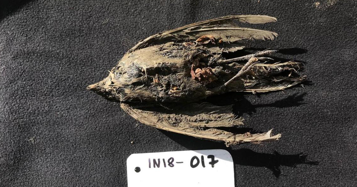 Encuentran un pájaro congelado de 46.000 años en Siberia