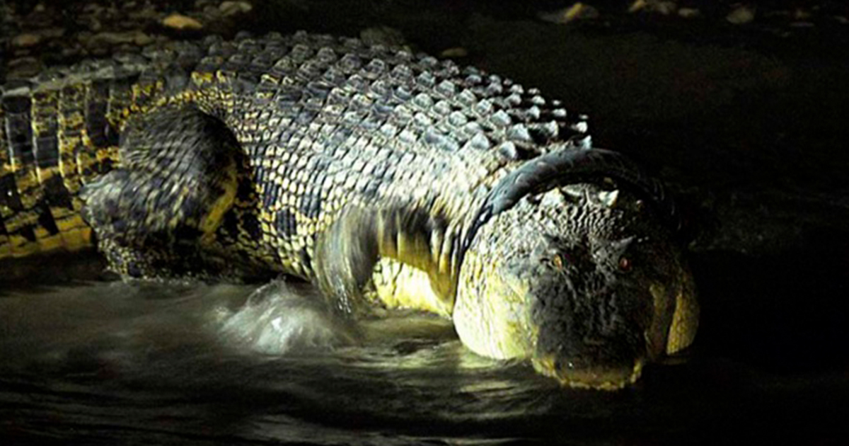 Recompensa por quitar llanta de moto del cuello de cocodrilo