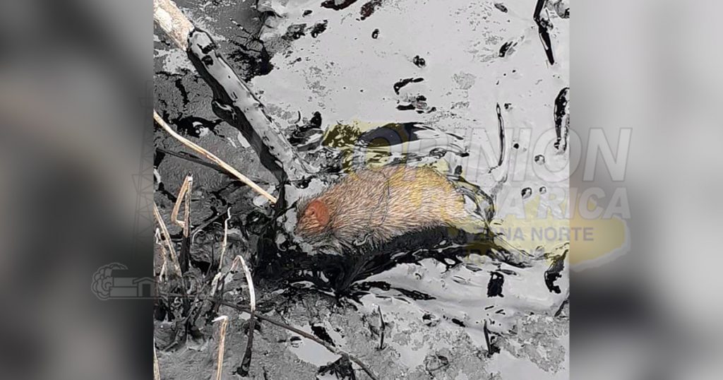 Ecocidio por fugas de hidrocarburo