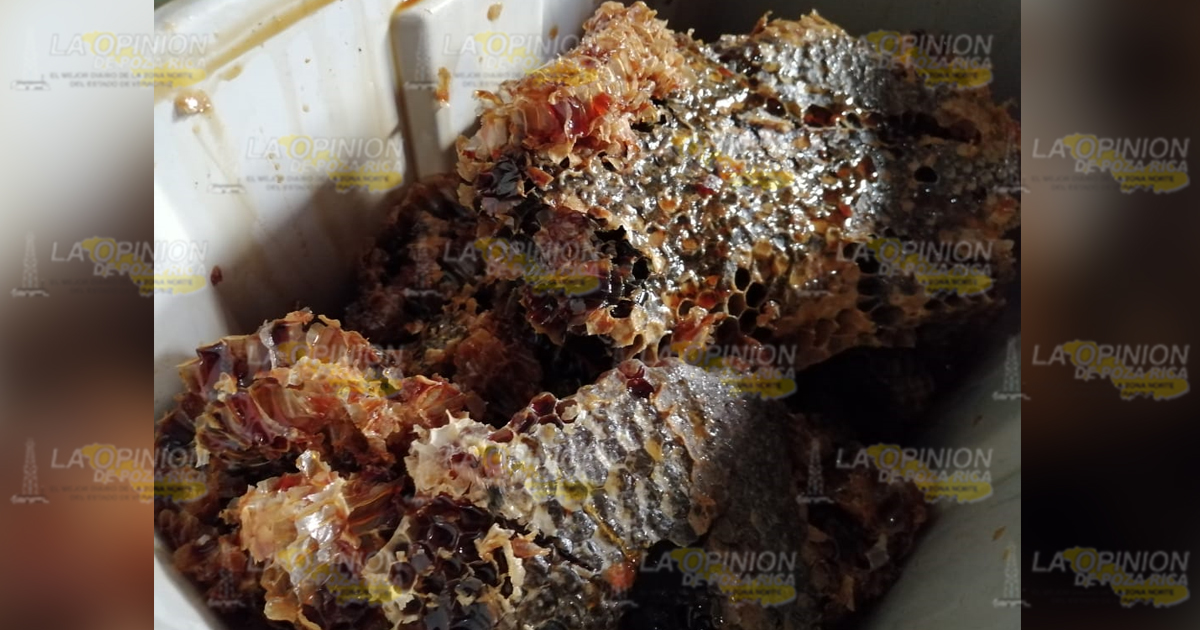 Apicultores desaparecen