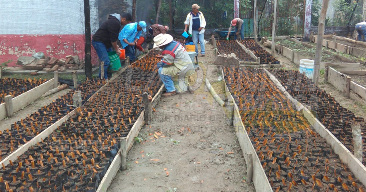 Llegan 30 mil arbolitos para reforestación