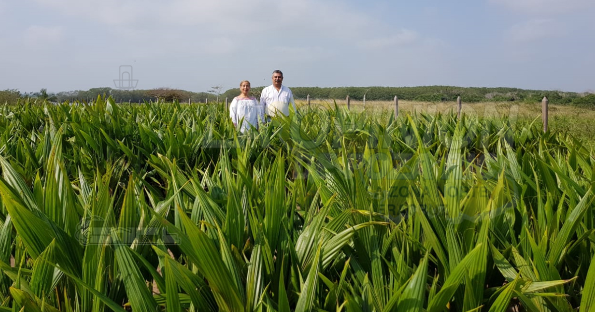 Inaugurarán vivero certificado, el próximo fin de semana