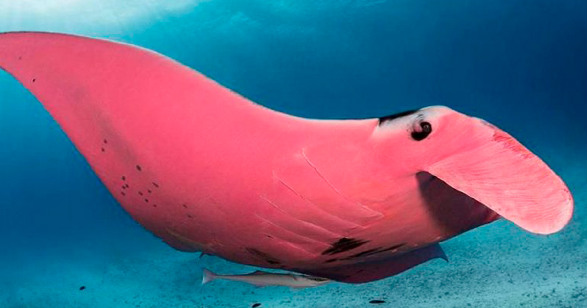 Nuevas fotos revelan a la única mantarraya rosa conocida